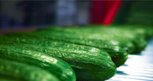 Liquidseal and Rijk Zwaan Introduce Edible Coating for Cucumbers