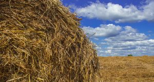 AIMPLAS to Upcycle Plant Waste through Clean, Solvent-free Mechanochemical Techniques