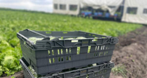 Tosca to Showcase Reusable Packaging Innovations at Fruit Logistica 2025