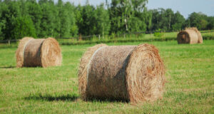New Zealand Researchers Develop Compostable Fiber Packaging from Farm Waste
