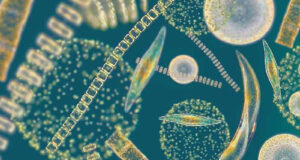 AIMPLAS Joins Horizon Europe Project To Scale Algae-Based Packaging And Consumer Products