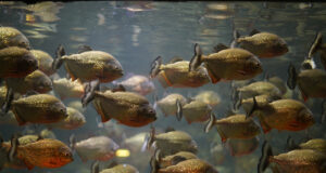 Brazilian Researchers Develop Fish Skin Biofilm As Potential Alternative To Plastic Food Packaging